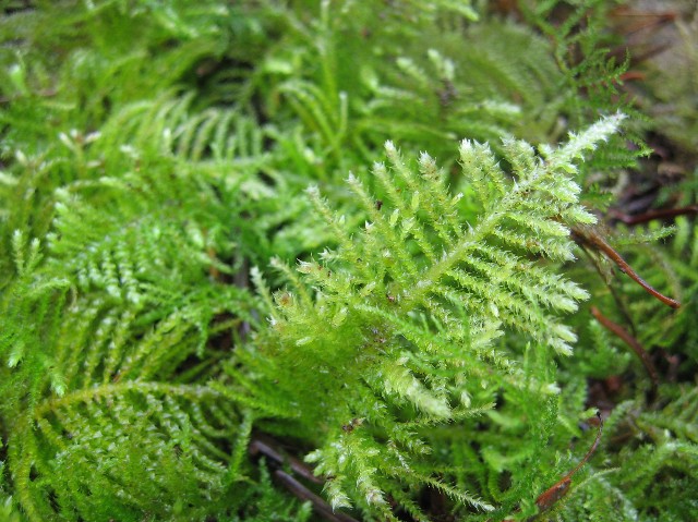 Small Fresh Feather Moss, Fern Moss Case, Live Moss